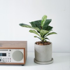 国产 琴叶榕盆栽办公室桌面植物观叶绿植琴叶榕苗