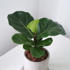国产 琴叶榕盆栽办公室桌面植物观叶绿植琴叶榕苗