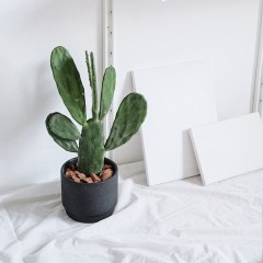 国产 墨西哥米邦塔可食用仙人掌绿植