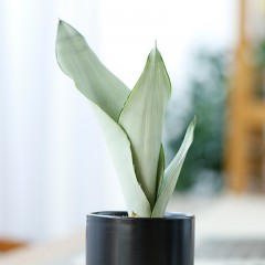 国产 植物盆栽发财树文竹富贵竹观音竹荷花兰铁海棠绿植 室内净化空气