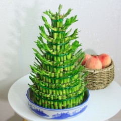 国产 富贵塔竹/富贵竹节节高步步高开运竹水培水生盆栽花卉绿植物盆景