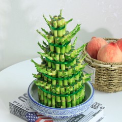 国产 富贵塔竹/富贵竹节节高步步高开运竹水培水生盆栽花卉绿植物盆景