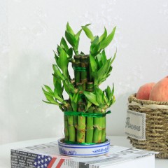 国产 富贵塔竹/富贵竹节节高步步高开运竹水培水生盆栽花卉绿植物盆景
