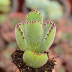 国产  多肉植物 熊童子 绿熊 熊爪