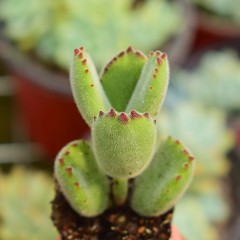 国产  多肉植物 熊童子 绿熊 熊爪