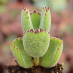 国产  多肉植物 熊童子 绿熊 熊爪