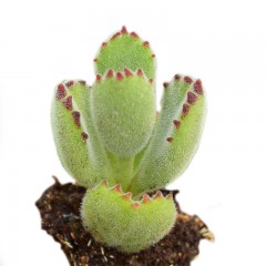 国产  多肉植物 熊童子 绿熊 熊爪