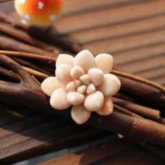 国产 丸叶姬秋丽进口多肉植物多肉办公室内绿植盆栽园艺