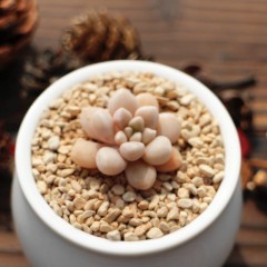 国产 丸叶姬秋丽进口多肉植物多肉办公室内绿植盆栽园艺