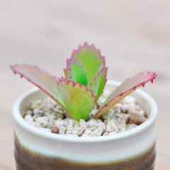 国产  宽叶不死鸟多肉植物盆栽大叶落地生根办公室防辐射绿植