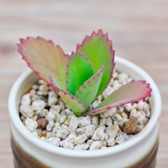 国产  宽叶不死鸟多肉植物盆栽大叶落地生根办公室防辐射绿植