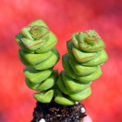 国产  多肉植物 舞乙女 钱串 肥大 5-6cm 防辐射 绿植花卉盆栽