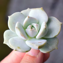 国产  多肉植物 白牡丹 状态好 粉白 3-4cm 萌肉花卉绿植盆栽