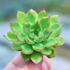 国产  多肉植物 绿意  3-5cm 红边状态好 绿植花卉盆栽