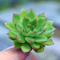 国产  多肉植物 绿意  3-5cm 红边状态好 绿植花卉盆栽