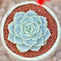 国产 多肉植物盆栽白牡丹 新手肉肉植物 办公室桌面花卉绿植迷你小盆栽