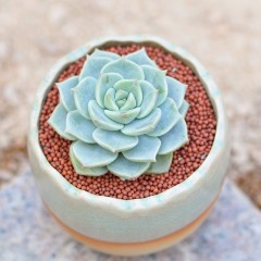 国产 多肉植物盆栽白牡丹 新手肉肉植物 办公室桌面花卉绿植迷你小盆栽