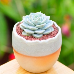 国产 多肉植物盆栽白牡丹 新手肉肉植物 办公室桌面花卉绿植迷你小盆栽