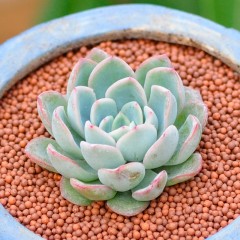 国产 多肉植物防辐射肉肉植物盆栽办公室内花卉绿植