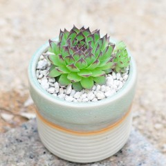 国产 多肉创意植物 观音莲 办公室家庭迷你趣味四季绿植盆栽 肉肉植物