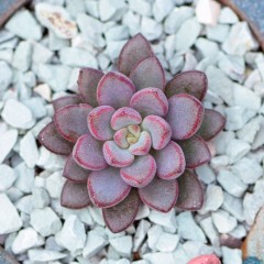 国产 多肉植物紫梦办公室内趣味迷你盆栽多肉花卉绿植小苗肉肉粉色回忆