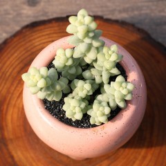 国产 烤多肉 玉缀 玉坠多肉植物 群生多肉盆栽窗台桌面小绿植迷你肉肉