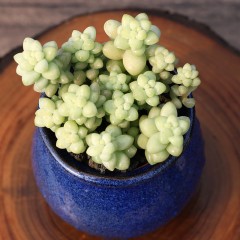 国产 烤多肉 玉缀 玉坠多肉植物 群生多肉盆栽窗台桌面小绿植迷你肉肉