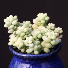 国产 烤多肉 玉缀 玉坠多肉植物 群生多肉盆栽窗台桌面小绿植迷你肉肉