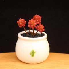 国产 多肉植物盆栽 办公室绿植 肉肉 景天 全状态 小老桩 红色浆果