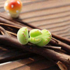 国产 熊童子多肉植物肉多植物熊掌老桩群生盆栽绿植花卉