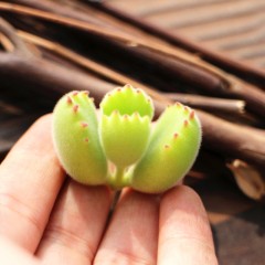 国产 熊童子多肉植物肉多植物熊掌老桩群生盆栽绿植花卉