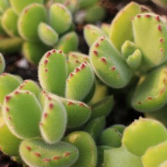 国产 熊童子多肉植物肉多植物熊掌老桩群生盆栽绿植花卉