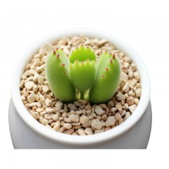 国产 熊童子多肉植物肉多植物熊掌老桩群生盆栽绿植花卉