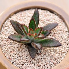 国产 黑兔耳 多肉植物组合盆栽 办公室内防辐射肉肉植物花卉绿植兔耳朵