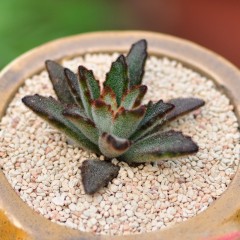 国产 黑兔耳 多肉植物组合盆栽 办公室内防辐射肉肉植物花卉绿植兔耳朵