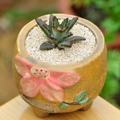 国产 黑兔耳 多肉植物组合盆栽 办公室内防辐射肉肉植物花卉绿植兔耳朵