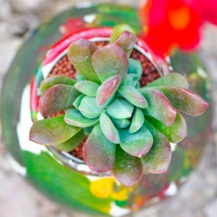 国产 多肉植物 红稚莲 办公室净化空气花卉绿植盆栽 肉肉植物