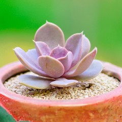 国产 定一花木多肉植物盆栽紫珍珠红心莲进口办公室内绿植盆栽肉肉植物