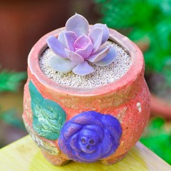 国产 定一花木多肉植物盆栽紫珍珠红心莲进口办公室内绿植盆栽肉肉植物