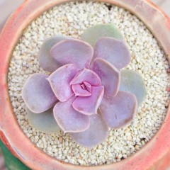 国产 定一花木多肉植物盆栽紫珍珠红心莲进口办公室内绿植盆栽肉肉植物