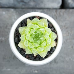 国产 三角琉璃莲 精品多肉植物 办公桌小盆栽绿植花卉景天