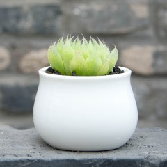 国产 三角琉璃莲 精品多肉植物 办公桌小盆栽绿植花卉景天