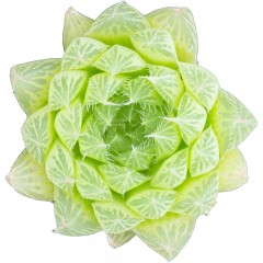 国产 三角琉璃莲 精品多肉植物 办公桌小盆栽绿植花卉景天