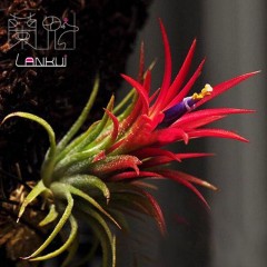 国产 兰魁 空气凤梨 无土植物 盆栽绿植T.ionantha FUEGO 空凤福果精灵