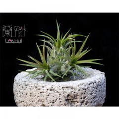 国产 兰魁 空气凤梨 无土植物 盆栽绿植T.ionantha FUEGO 空凤福果精灵