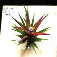 国产 兰魁 空气凤梨 无土植物 盆栽绿植T.ionantha FUEGO 空凤福果精灵