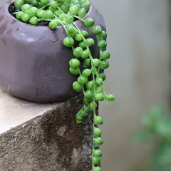 国产 佛珠多肉植物垂吊挂墙绿色情人绿植办公桌防辐射室内小盆栽易养