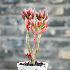 国产 丹格朗斯 精品多肉植物 办公桌迷你盆栽绿植花卉景天