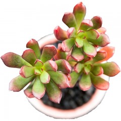 国产 丹格朗斯 精品多肉植物 办公桌迷你盆栽绿植花卉景天