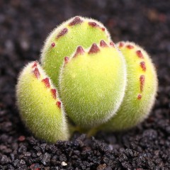 国产 多肉植物盆栽花卉多肉熊童子老桩群生多头熊掌组合绿植超萌肉肉